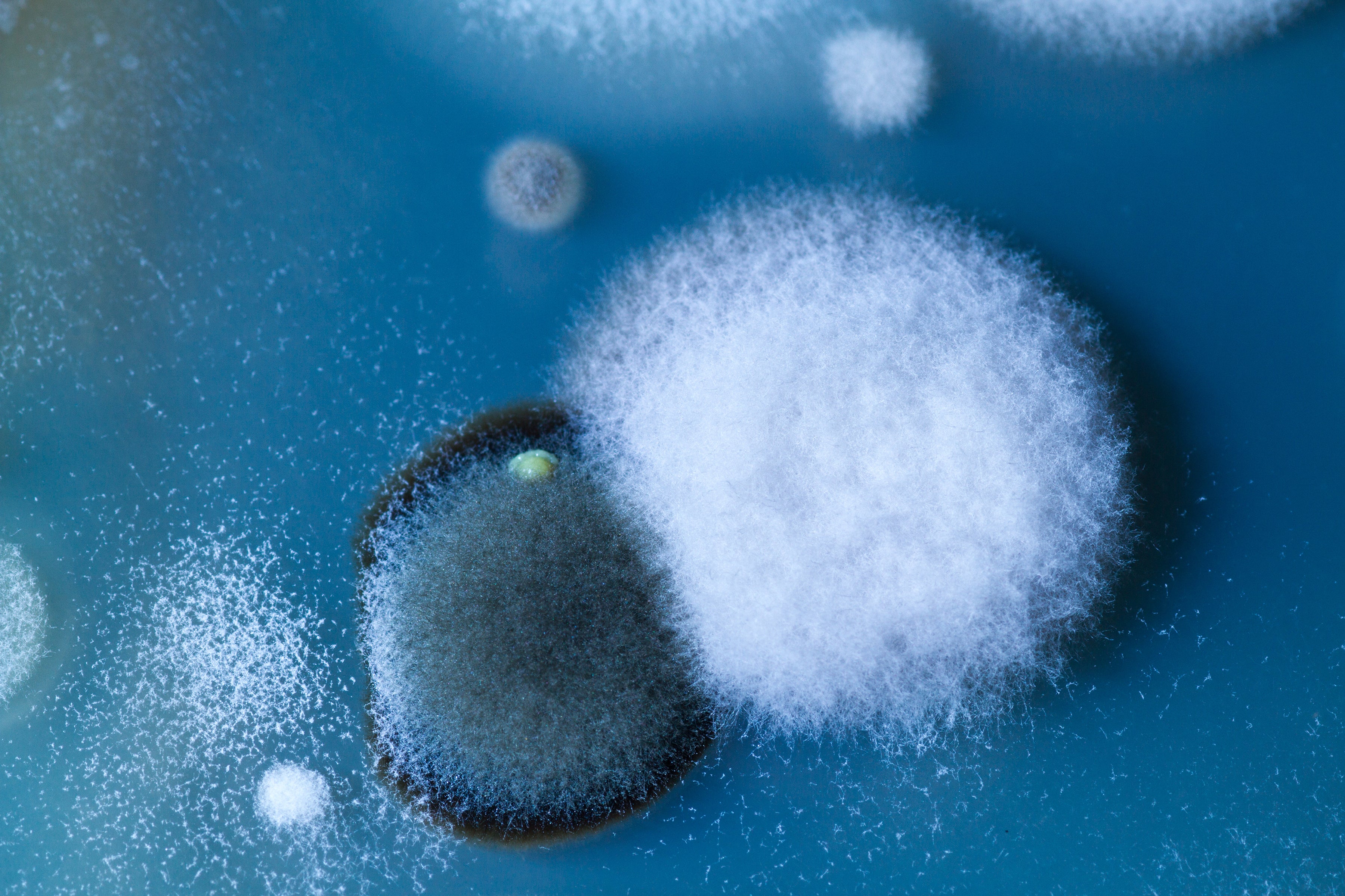 mould image