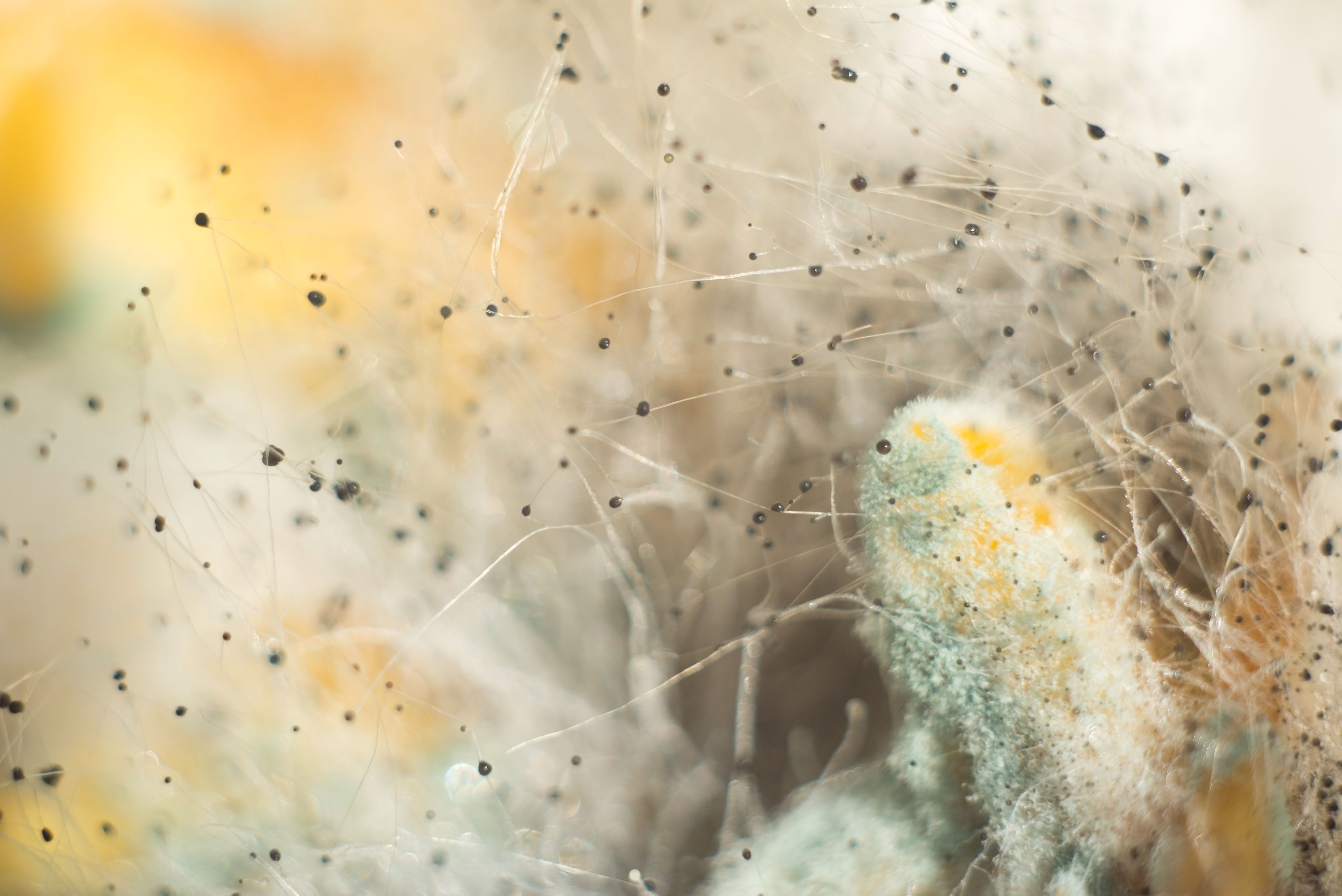 Mould homepage background