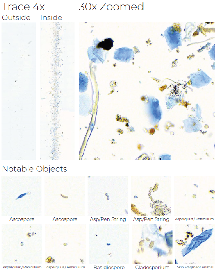 Airtrap mould report trace